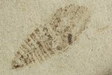 Detailed Fossil Leafhopper (Homoptera) - France #267683-1